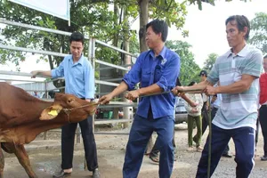 Hội Chữ thập đỏ kêu gọi được 1,4 triệu lượt người trợ giúp 