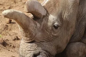 Bé gái nguy kịch sau khi uống bột mài từ sừng tê giác