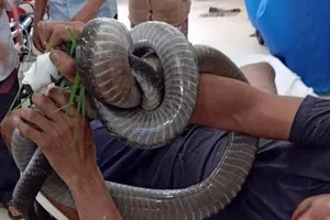 Người bắt rắn hổ chúa bị cắn được truyền 10 lọ huyết thanh