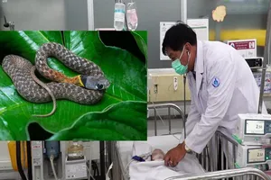 Bé gái 15 tháng tuổi tử vong sau 2 ngày bị rắn cổ đỏ cắn