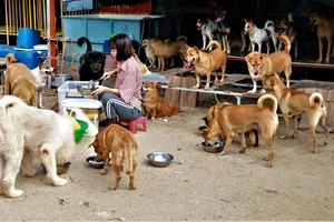 Cô gái cưu mang hơn 70 chú chó bất hạnh 