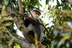 3 cá thể voọc Chà Vá chân xám thường xuyên vào chùa