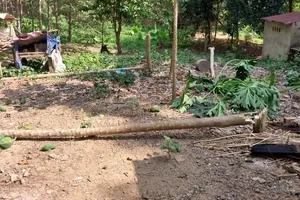 Voi rừng 'đột nhập' phá nhà dân kiếm ăn trong đêm