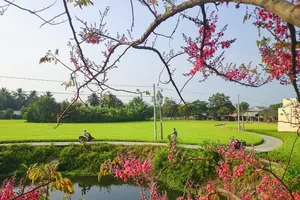 Về Long An ngắm hoa "Anh đào miền Tây"