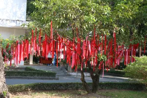Cây điều ước rực rỡ sắc đỏ, hồng dưới sân trường