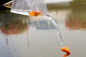 Cá chép vừa thả xuống kênh đã có người canh để bắt lại