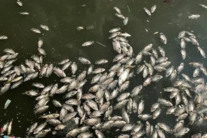 Sáng còn ngoi ngóp, chiều cá đã chết trắng xóa kênh Nhiêu Lộc 