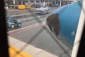 Hàng ngàn con ong bu kín đầu máy bay Vietnam Airlines sau cơn mưa