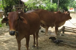 Hi hữu con trai bắt trộm bò của cha