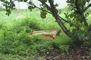 Thanh niên bị đâm tử vong trong vườn mít