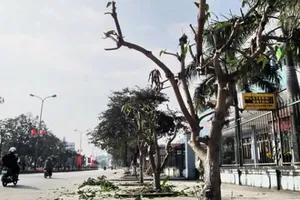 Điện lực Tân Bình rút kinh nghiệm việc mé nhánh cây 