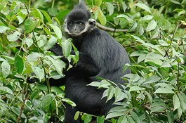 Quảng Trị: Voọc gáy trắng tấn công, cắn 12 người đi đường