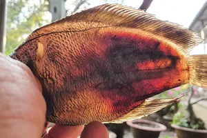 Sét đánh làm cá chết hàng loạt