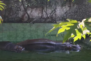 Chuyện ly kỳ ở Thảo Cầm Viên: Đôi hà mã 10 năm hạnh phúc 