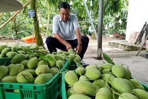 Bánh chưng, trái cây đặc sản… ra chợ tết