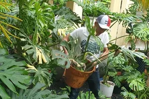 Sốt xình xịch ...'lá đột biến siêu đắt' 1 tỉ đồng/lá