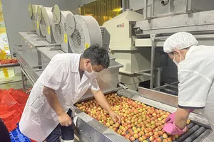 Chiêu mới phá bỏ lời nguyền “được mùa, mất giá”