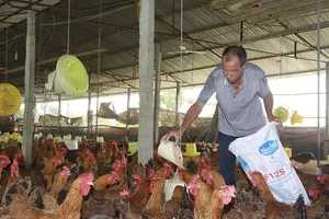 Lo đứt gãy nguyên liệu thức ăn chăn nuôi vì phụ thuộc nhập khẩu