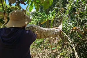 Nhiều ​cây ươi trong rừng đặc dụng ở Quảng Nam bị chặt phá