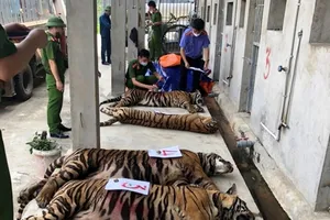 Giải đáp các thắc mắc vụ 17 con hổ ở Nghệ An