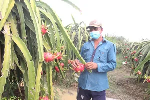 Nhà vườn trồng thanh long ở Tiền Giang lo vì không có thương lái