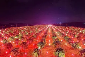 Quảng bá thanh long, đừng để nước đến chân mới nhảy! 