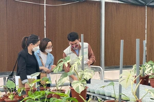 Cây kiểng lá đột biến xuất ngoại 