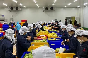 Khách hàng quốc tế đang 'săn' nông sản Việt 