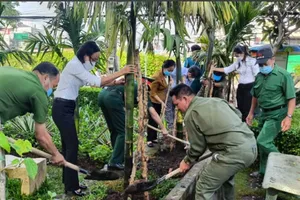 Trồng trầu, cau để giữ “18 thôn vườn trầu” 