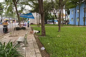 Người dân khổ với tình trạng chó thả rông 