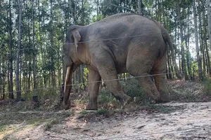 Đừng để voi rừng Định Quán thành voi dữ Tánh Linh 