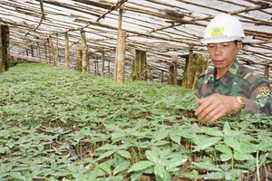 Đưa sâm Việt Nam thành sản phẩm chủ lực trong y dược 