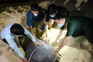 Người đàn ông “đỡ đẻ” cho rùa biển