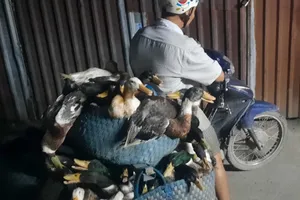 TP.HCM nỗ lực ngăn chặn cúm gia cầm