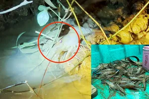 Điều tra 'Đổ thuốc trừ sâu xuống sông Đồng Nai bắt tôm': Phải bảo vệ nguồn nước cho hàng chục triệu dân