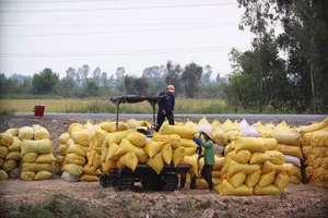 Găm lúa gạo để đẩy giá: Coi chừng mất thị trường