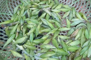 Người dân Kon Tum bắt kén sâu gây hại để... ăn