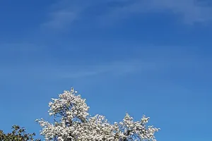 Thức giấc giữa thảm hoa