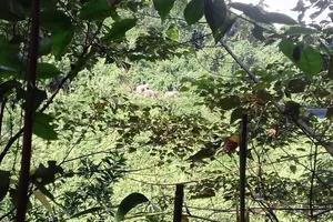 Đàn voi xuất hiện ở Quảng Nam đang rất hung dữ