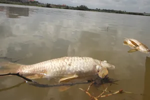 Quảng Nam: Cá chết bất thường nổi trên sông Bàn Thạch