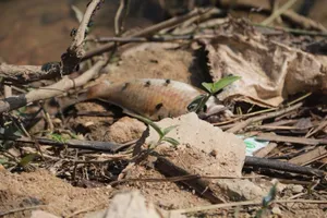 Cá chết trên sông Bàn Thạch không phải do ô nhiễm nước