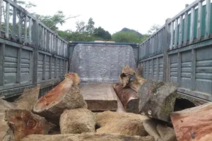 Bắt 2 xe chở gỗ lậu trên đường Hồ Chí Minh