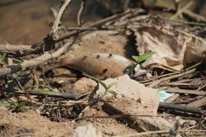 Kết luận nguyên nhân cá chết trên sông Bàn Thạch