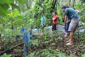 Bắt thêm 2 nghi can trong vụ mất trộm 500 gốc sâm