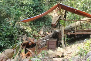 Vụ phá rừng phòng hộ: Xử lý nghiêm