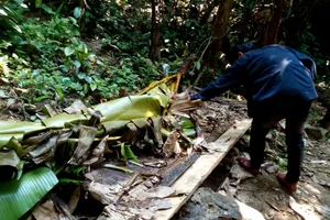 Quảng Nam yêu cầu điều tra rừng phòng hộ bị phá