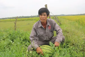 Đến lượt nông dân Quảng Ngãi khóc dưa 