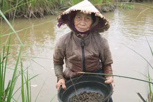 Quảng Nam: Nhọc nhằn tuổi già mò ốc