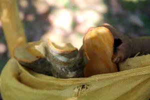 Chùm ảnh độc về thu hoạch quế Quảng Nam