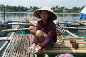 Cá nuôi ở Tam Kỳ chết hàng loạt chưa rõ nguyên nhân